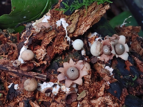 Geastrum neoamericanum