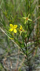 Hypericum galioides