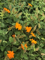 Thunbergia gregorii