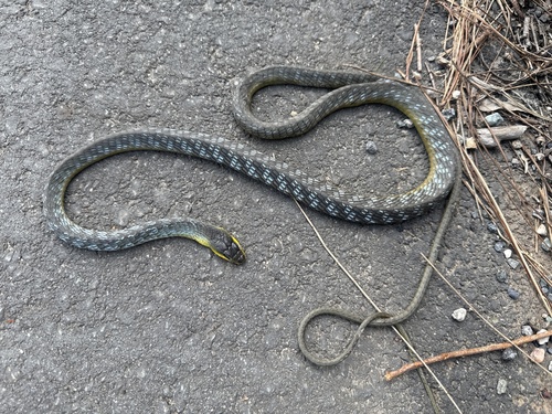 Common Tree Snake sighting