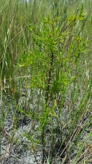 Hypericum galioides