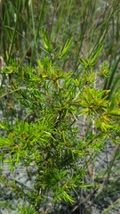 Hypericum galioides
