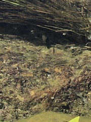 Cyprinodontidae