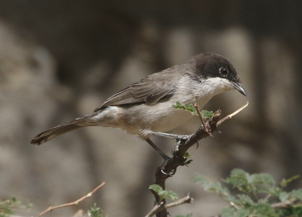 Arabian Warbler photo