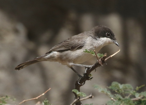 Arabian Warbler