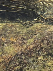 Cyprinodontidae
