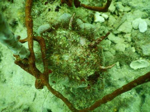 Spondylus americanus, 2024-10-13