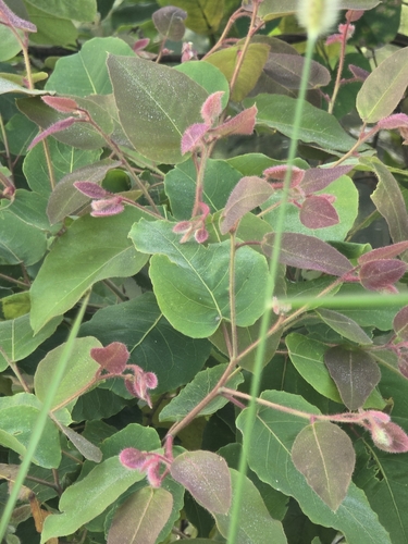 Foto de Eucalipto-de-corymbia