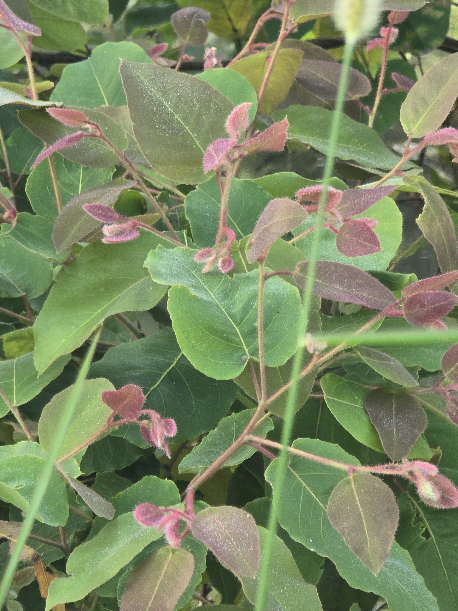 Imagem de Eucalipto-de-corymbia