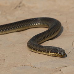 South American Pond Snake photo 4