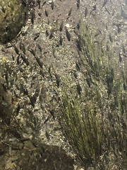 Cyprinodontidae
