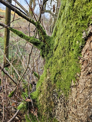 Image of Hypnum andoi by (c) Helen Waterman, some rights reserved (CC BY)