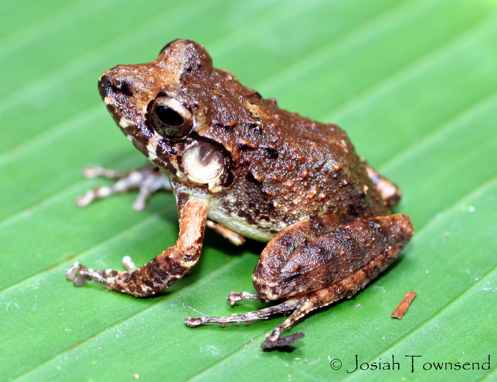 Chortis Streamside Frog