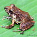 Chortis Streamside Frog - Photo (c) Josiah Townsend, some rights reserved (CC BY-NC-ND), uploaded by Josiah Townsend