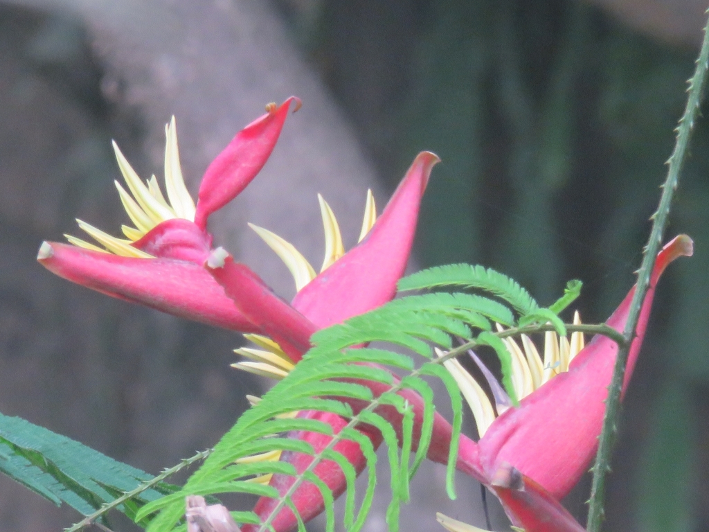 Heliconia rivularis