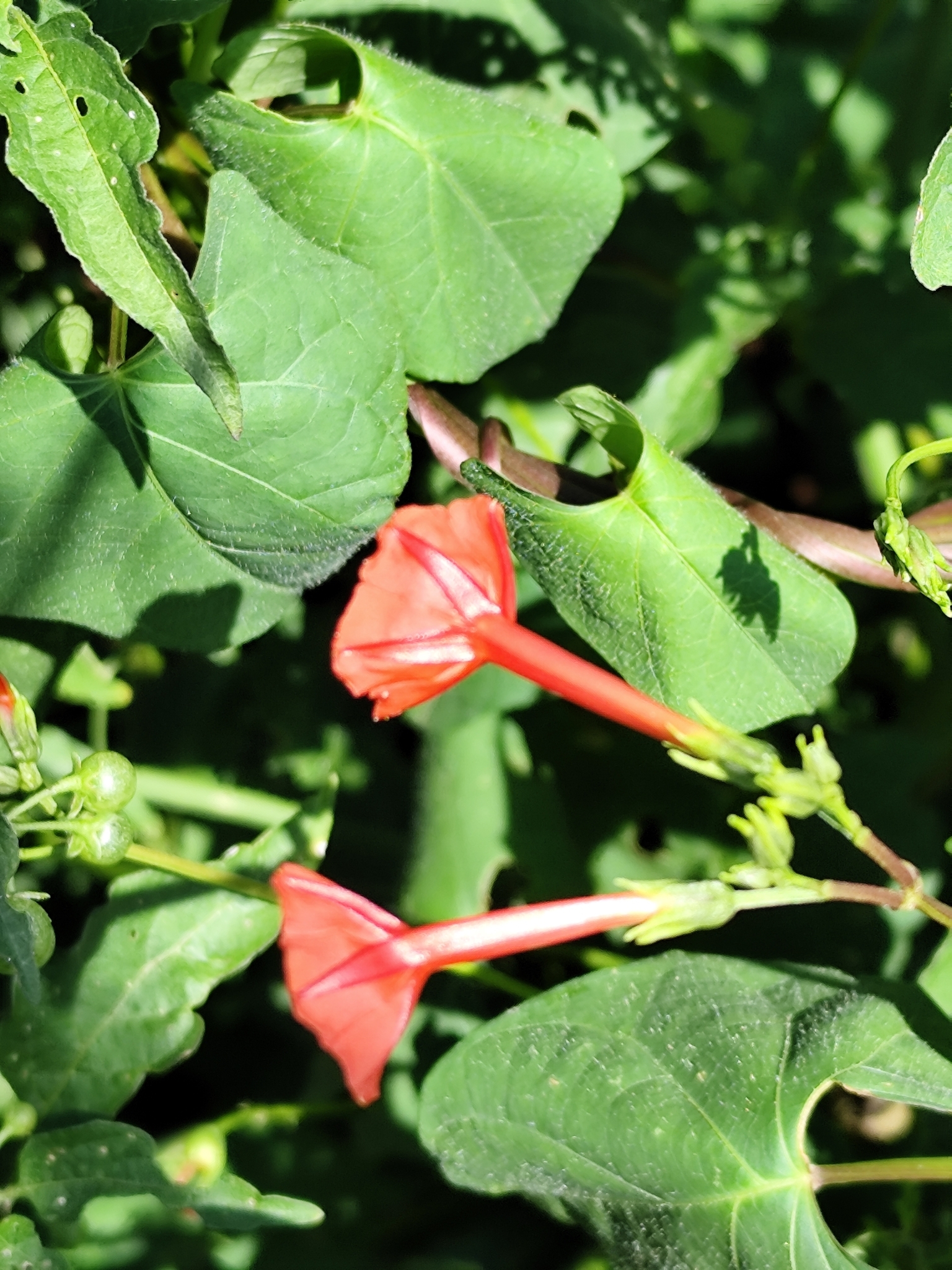 Ipomoea indivisa