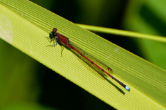 Oxyagrion terminale