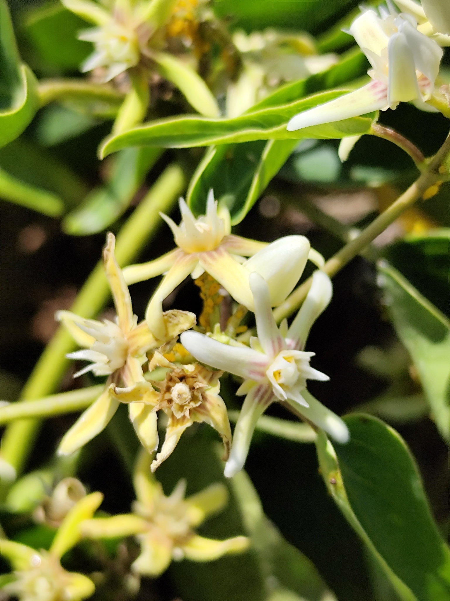 Cynanchum montevidense