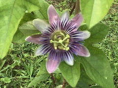 Passiflora alata × caerulea