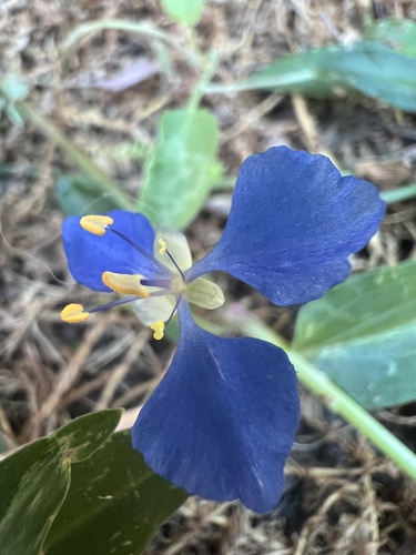 Foto de Trapoeraba
