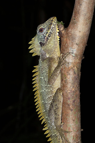 Crowned Forest Dragon