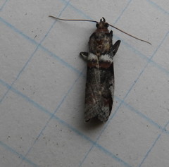 Acrobasis tricolorella