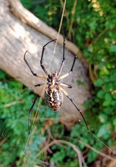 Argiope aurantia