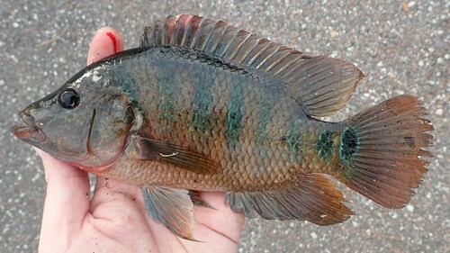 Mayan Cichlid