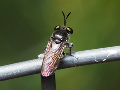 Cerotainia
