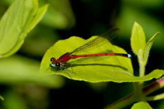 Oxyagrion terminale