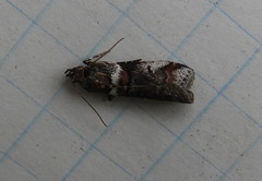 Acrobasis tricolorella