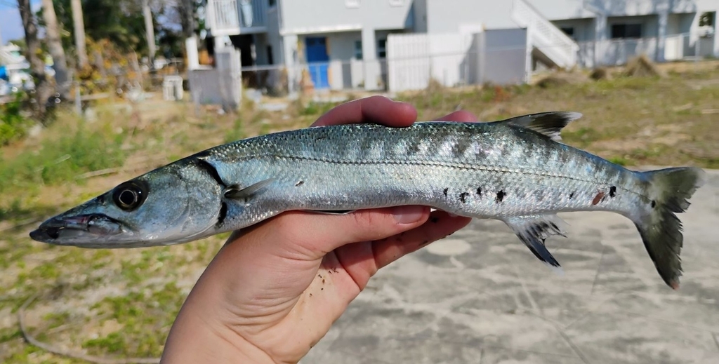Photo of a Great Barracuda