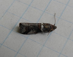 Acrobasis tricolorella