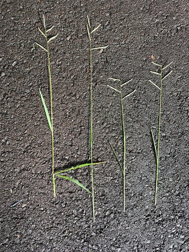 Paspalum scrobiculatum observed 2024-12-30
