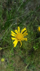 Balduina uniflora
