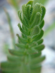 Cruciata taurica