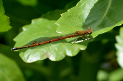 Oxyagrion terminale