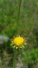 Balduina uniflora