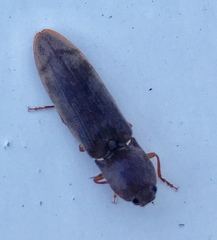 Stenagostus rhombeus