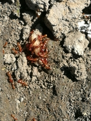 Dorylus helvolus