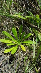 Balduina uniflora