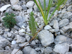 Cruciata taurica