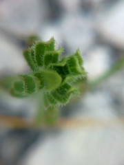 Cruciata taurica