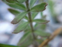 Cruciata taurica