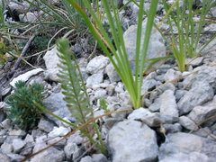 Cruciata taurica