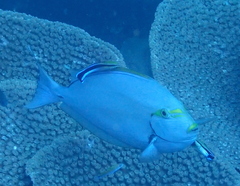 Acanthurus mata