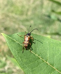Typocerus velutinus