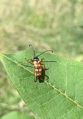 Typocerus velutinus