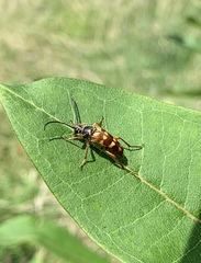Typocerus velutinus