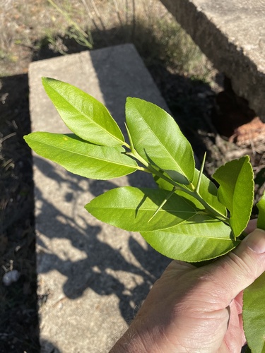 Meyer Lemon Tree plant photo (Citrus × meyeri)